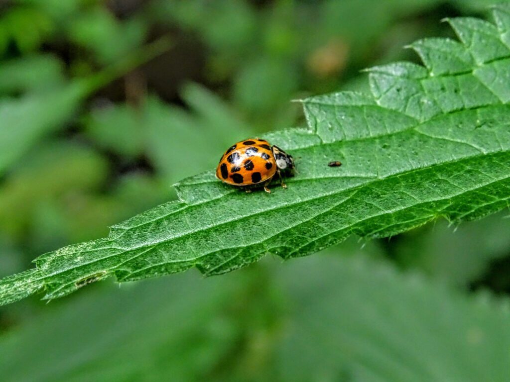 Close up shot of a ladybug on a leaf