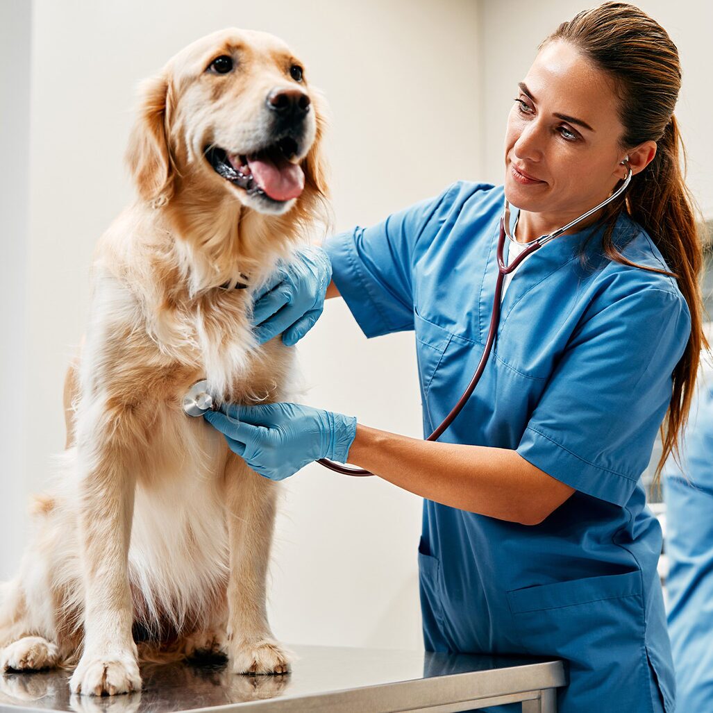 vet checking dog with a stethoscope